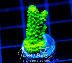GREEN SLIMER ACRO