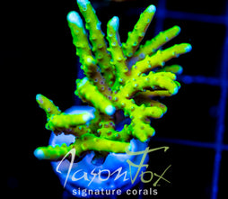 BR GREEN GOBLIN ANACROPORA XL FRAG