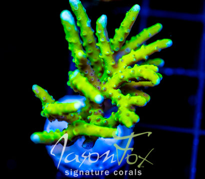 BR GREEN GOBLIN ANACROPORA XL FRAG