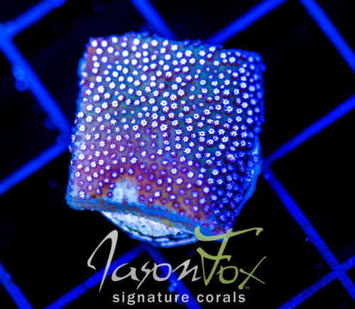 JF CHERRY BLOSSOM STYLO