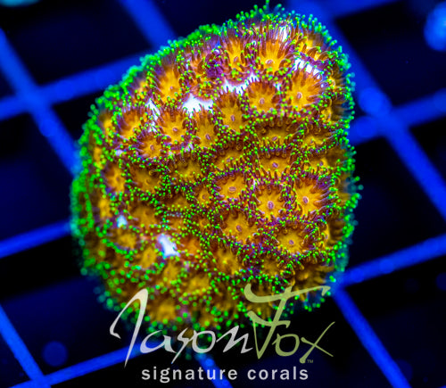 JF ELUSIVE ORANGE LEPTASTREA
