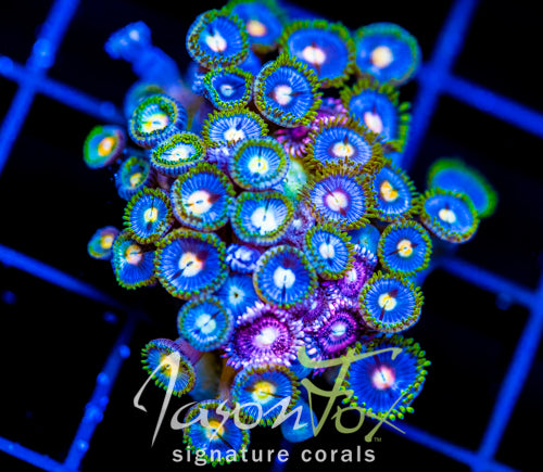 JF ZOA BOUQUET XL FRAG