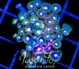 JF ZOA BOUQUET XL FRAG