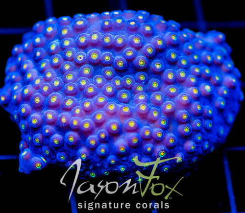 JF TECHNO CYPHASTREA