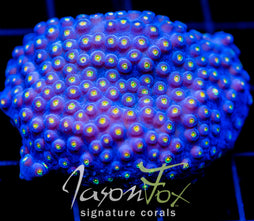 JF TECHNO CYPHASTREA