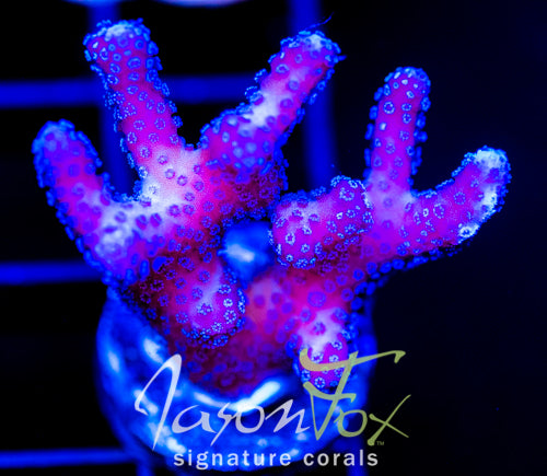 JF RAINBOW STYLO