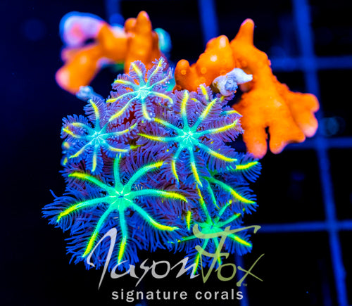 JF RED HOT SETOSA COMBO