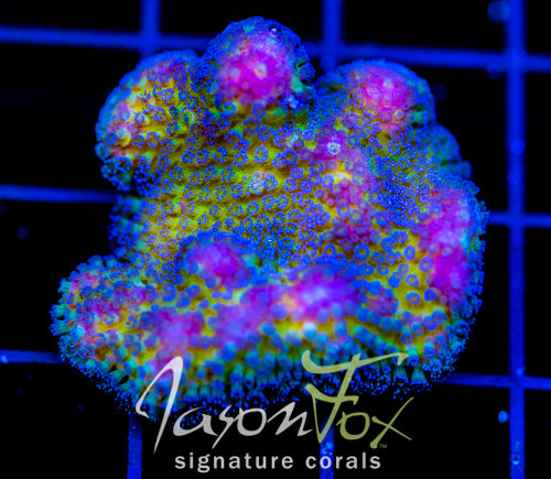 JF BLUEBERRY FIELDS STYLO