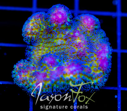 JF BLUEBERRY FIELDS STYLO