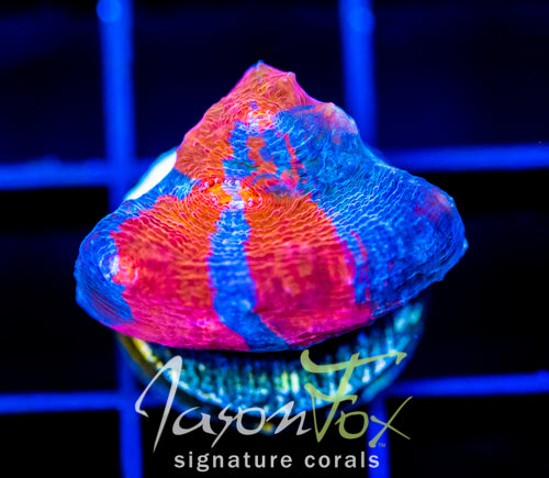 JF ORANGE SWIRL CHALICE