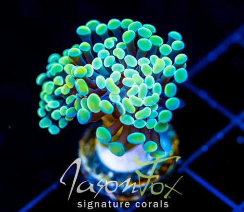 JF NEON NIGHTSHADE HAMMER