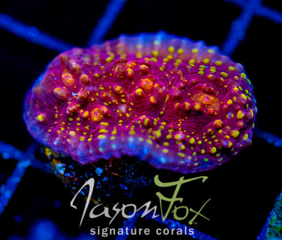 IJAM GOLD SHEISTER CHALICE