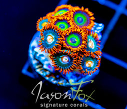 JF VEGAS STRIPS ZOAS COMBO