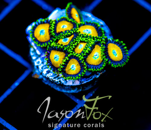 JF AUSSIE SCAMBLED EGG ZOAS
