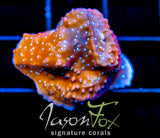 JF SNOW CAP MONTI