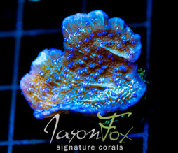 JF BLUE FLOWER MONTI CAP