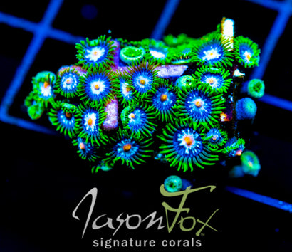 JF STARGAZERS ZOAS XL FRAG