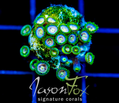 CC LAZERS LEMONS ZOAS
