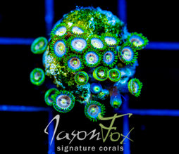 CC LAZERS LEMONS ZOAS