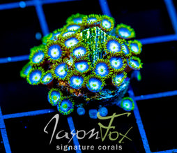 JF SKY BLUES ZOAS