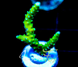 BR GREEN GOBLIN ANACROPORA