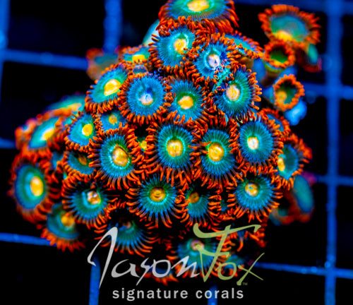 JF GATORAIDES ZOAS COMBO XXL