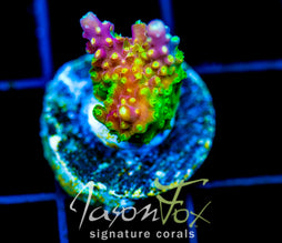 JF HATERAID ACRO