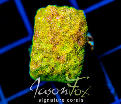JF SUNSPOT PSAMMOCORA