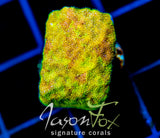JF SUNSPOT PSAMMOCORA