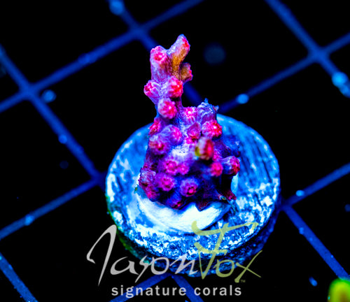 JF PINK BRANCHING CYPHASTREA