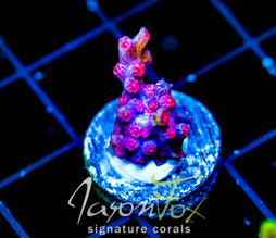JF PINK BRANCHING CYPHASTREA