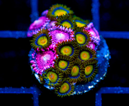 JF SUNFLOWER ZOAS COMBO