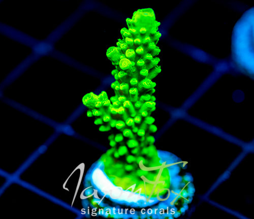 GREEN SLIMER ACRO