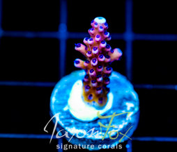 RRC PINK CADILLAC ACRO