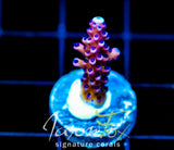 RRC PINK CADILLAC ACRO