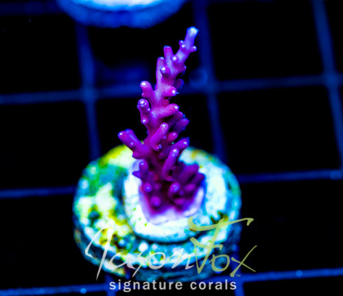 TYREE RED DRAGON ACRO