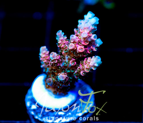 JF SOLAR FLARE MILLE
