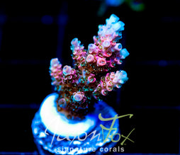 JF SOLAR FLARE MILLE