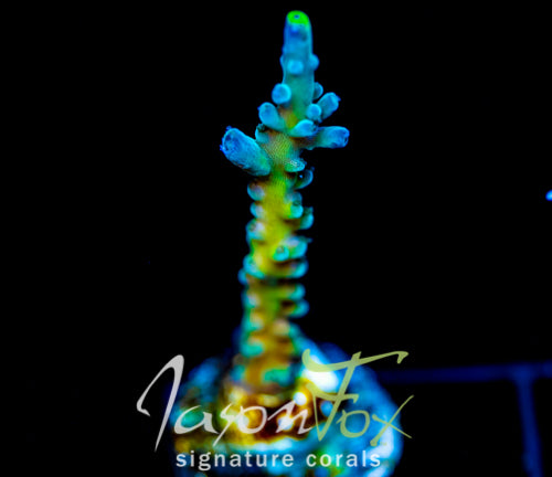JF LEMONGRASS ACRO