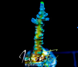 JF LEMONGRASS ACRO