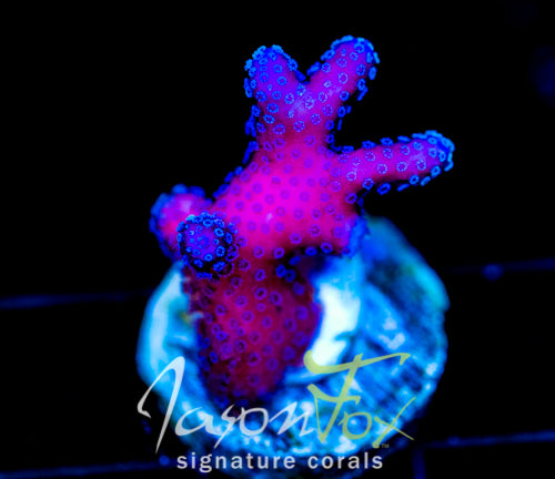 JF RAINBOW STYLO