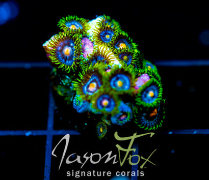 JF BIG BANG ZOA