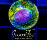 JF GREEN GLOW DIASERIS PLATE
