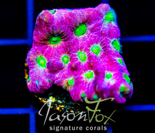 JF DAY GLO FAVIA