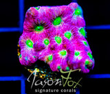 JF DAY GLO FAVIA