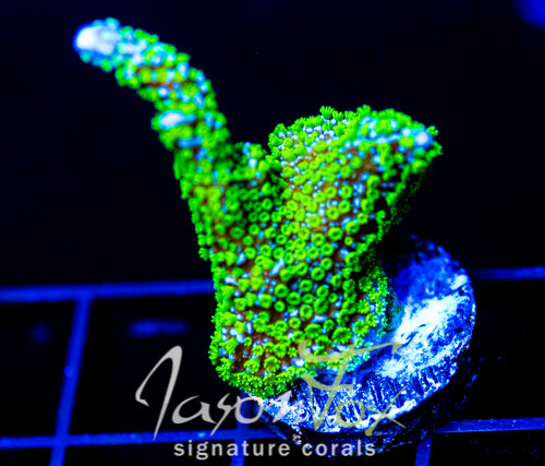 JF PURPLE TIDE DIGI