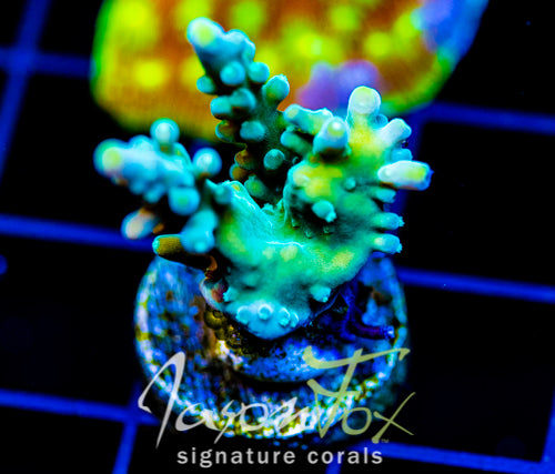 JF RADIANT STAG