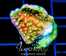 JF GRAFTED SUN MONTI