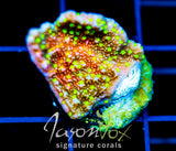 JF GRAFTED SUN MONTI