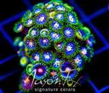 JF STARGAZERS ZOAS XL FRAG